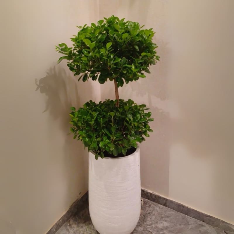 Potted Ficus Panda 2 Head with Big Pot
(Outdoor Plant) - Image 3