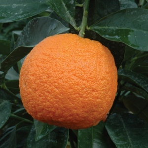 Chinotto Sour Orange Tree