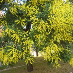 Koelreuteria paniculata – Golden Rain Tree