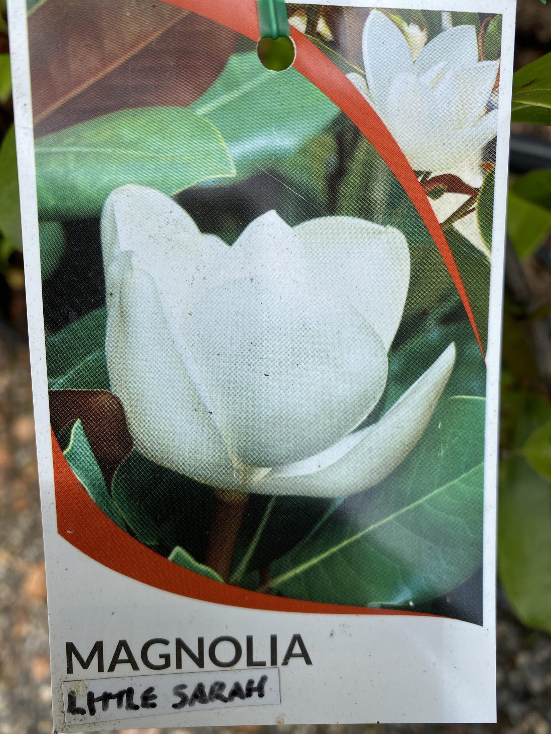 Magnolia laevifolia ‘Little Sarah’ syn. Michelin