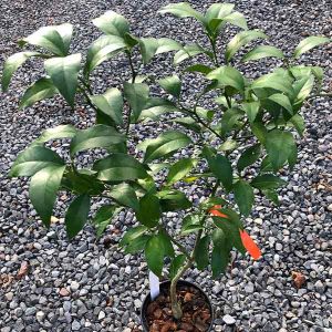 Ambersweet Citrus Tree