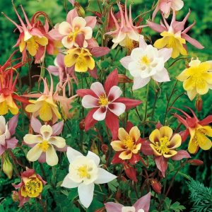 Aquilegia Origami Mix – Columbine seeds approx x 500 (bulk)