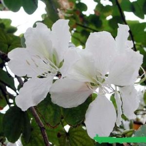Bauhinia variegata alba – White Orchid Tree seeds x5