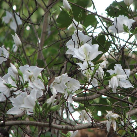 Bauhinia variegata alba – White Orchid Tree seeds x5 - Image 3