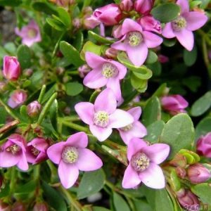 Boronia alata – Winged Boronia Seeds x50