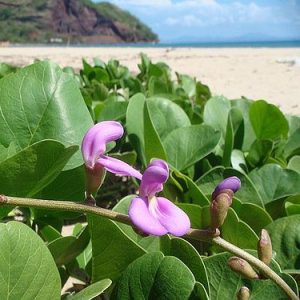 Canavalia rosea – Beach Bean or Jack Bean seed x5