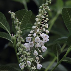 Clethra delavayi from A.P.