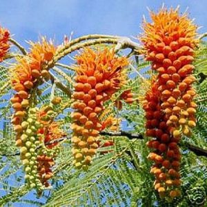 Colvillea racemosa – Colville’s Glory seed x5