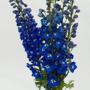 Consolida ajacis syn Delphinium consolida – Delphinium QIS Dark Blue seed x100