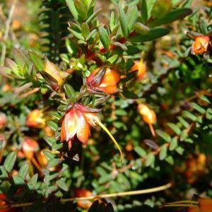 Darwinia citriodora – Lemon Scented Myrtle seeds x10