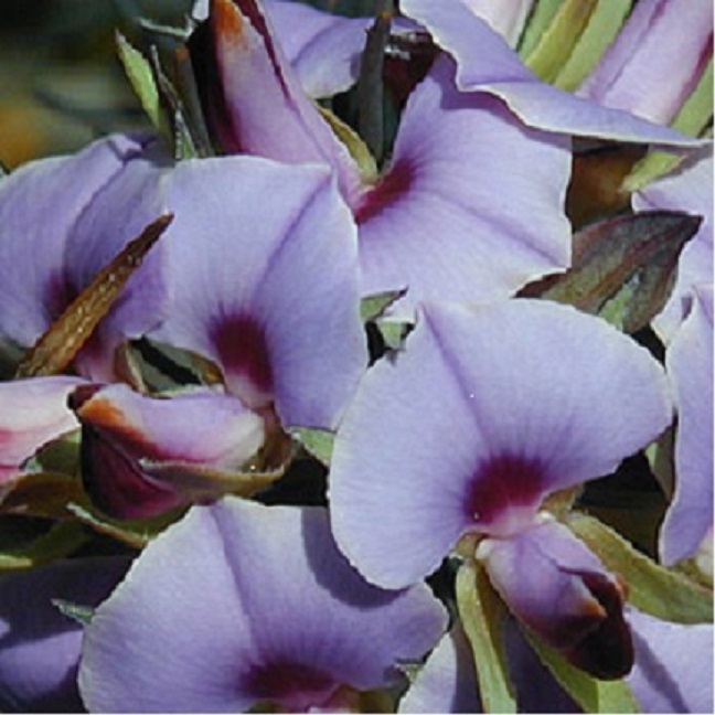 Gompholobium confertum – Coastal Purple Pea seeds x20