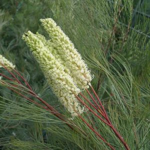 Grevillea candelabroides – Grevillea candelabroides seeds x20