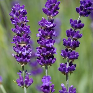 Lavandula angustifolia – English or True Lavender seeds x50