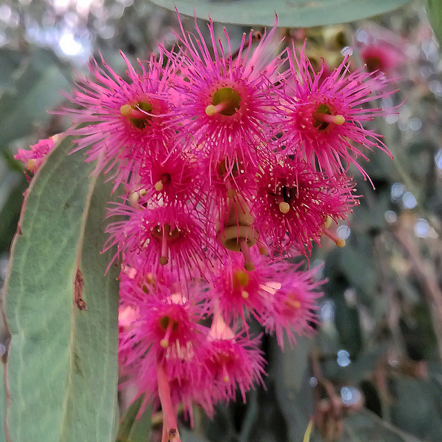 Eucalyptus petiolaris syn. leucoxylon rosea – Pink Flowered Yellow Gum seed x200