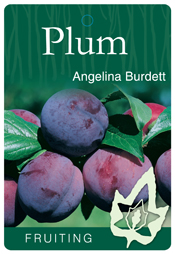 Plum – Angelina Burdett - Image 2