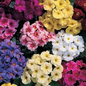 Primula acaulis – Primula Supreme Mix seeds x 100