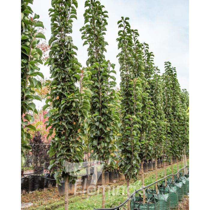 Pyrus calleryana x pyrifolia ‘NCPX1’ Javelin - Image 3