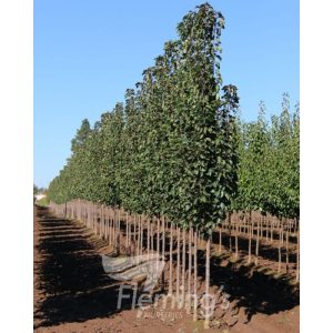 Pyrus calleryana x pyrifolia ‘NCPX1’ Javelin