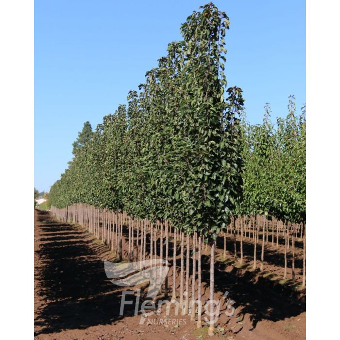 Pyrus calleryana x pyrifolia ‘NCPX1’ Javelin