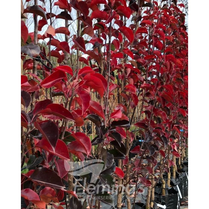 Pyrus calleryana x pyrifolia ‘NCPX1’ Javelin - Image 5