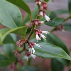 Sarcococca orientalis