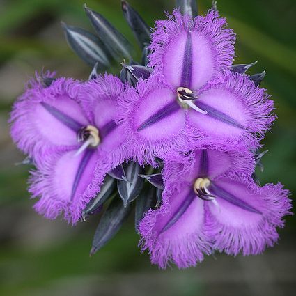Thysanotus multiflorus – Fringe Lily seed x 20 - Image 2