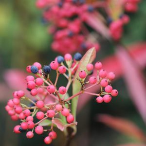 Viburnum nudum ‘Pink Beauty’