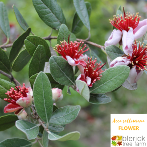 Acca sellowiana – Feijoa / Pineapple Guava