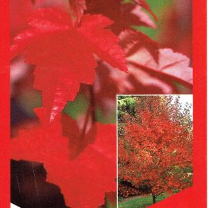 Acer rubrum – Fairview Flame