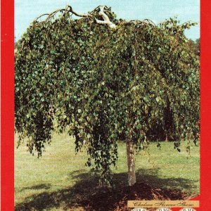 Betula pendula – Youngii – Weeping Birch
