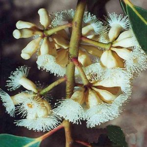 Eucalyptus cladocalyx nana – Dwarf Sugar Gum seed x 5gm – approx 800 seeds (bulk)