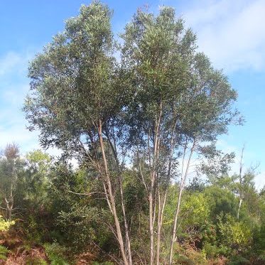Eucalyptus curtisii – Plunkett Mallee seed x200 - Image 4