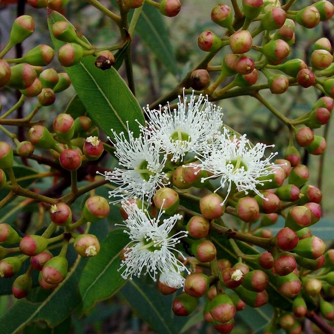 Eucalyptus curtisii – Plunkett Mallee seed x200 - Image 3
