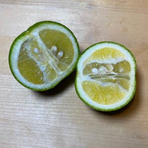 Dunstan Citrus Tree