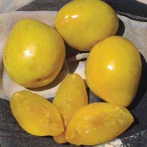 Golden Nectar Japanese Plum Tree