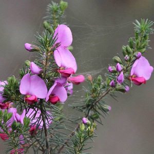 Gompholobium scabrum – Painted Lady seeds x20