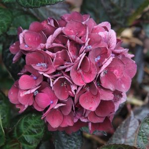 Hydrangea macrophylla ‘Merveille Sanguine’
