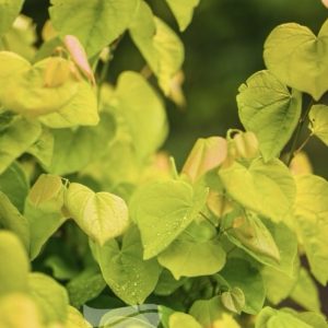 Cercis canadensis – Aurelian