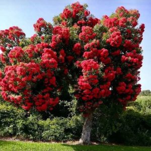 Corymbia ficifolia – Red Flowering Gum
