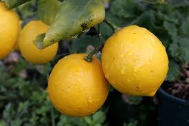 Lemon – Lemonade