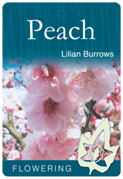 Prunus persica ‘Lilian Burrows’ – Pink Flowering Peach