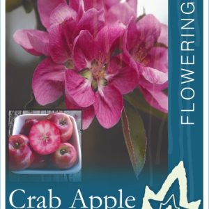 Malus – Julias Blush Crab Apple
