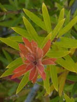 Callistemon montanus – Mountain Bottlebrush Seed approx x200 - Image 3