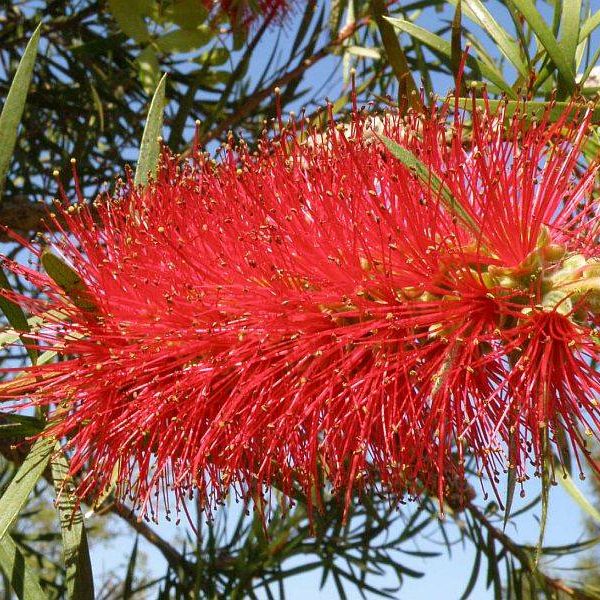 Callistemon montanus – Mountain Bottlebrush Seed approx x200 - Image 2