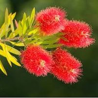 Callistemon montanus – Mountain Bottlebrush Seed approx x200 - Image 4