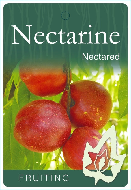 Nectarine – Nectared - Image 2