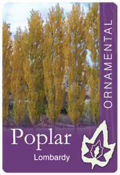 Populus nigra italica – Lombardy Poplar