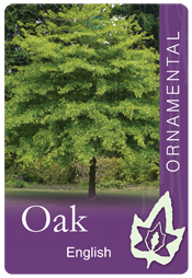 Quercus robur – English Oak