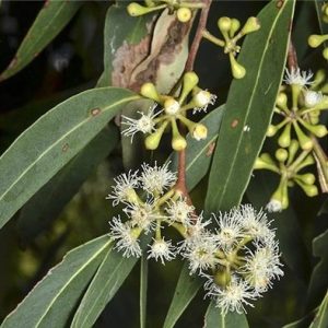 Eucalyptus racemosa – Scribbly Gum seed x200