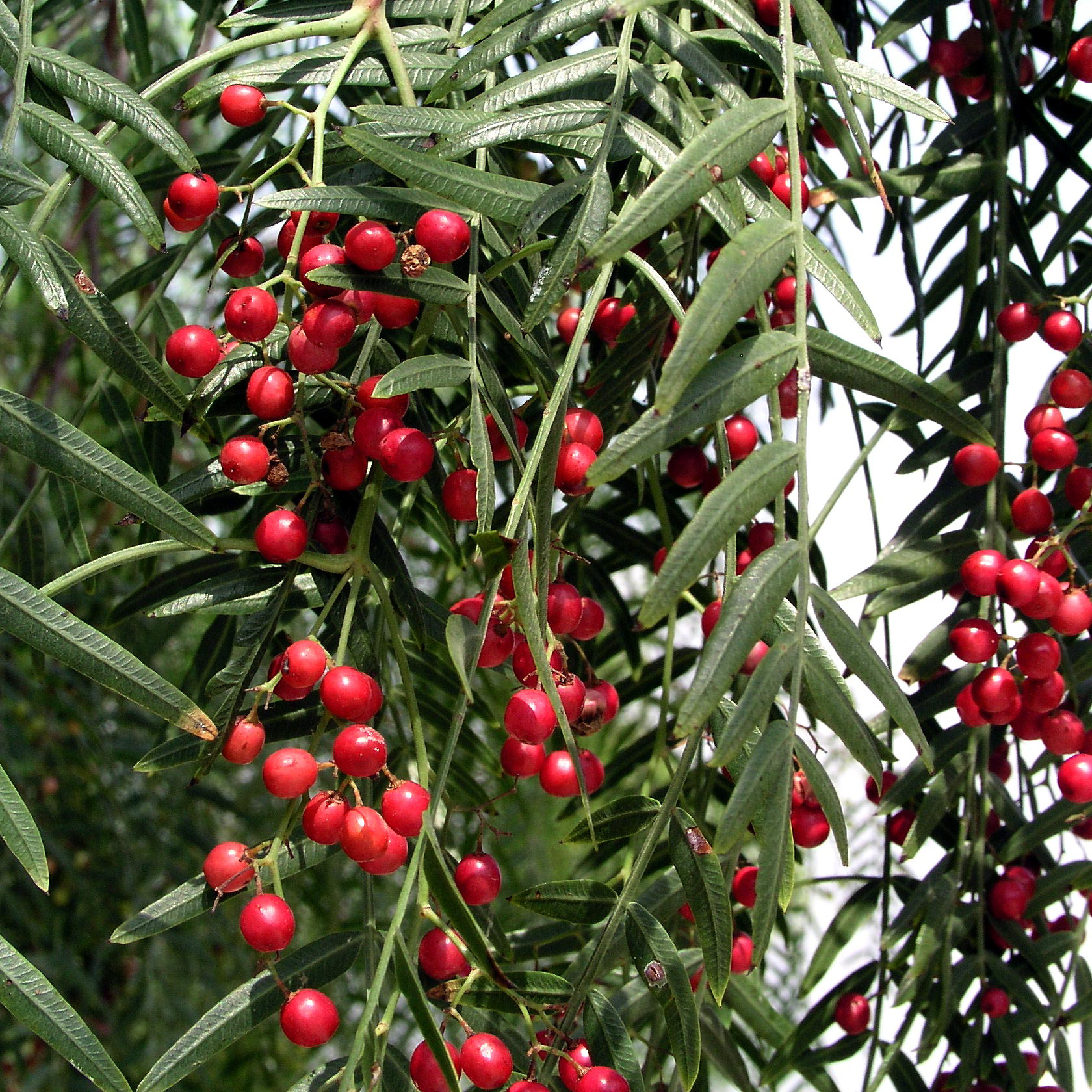 Schinus molle – Peppercorn or Pepperina Tree seeds x 20 - Image 2